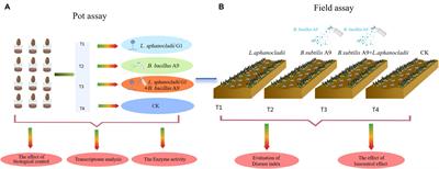 Biocontrol potential of endophytic Bacillus subtilis A9 against rot disease of Morchella esculenta